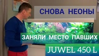 И снова Неоны.... заняли место павших. Аквариум Juwel 450 литров. Часть 36.