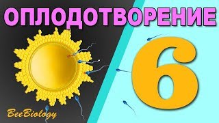 • ОПЛОДОТВОРЕНИЕ  • История сперматозоида и яйцеклетки