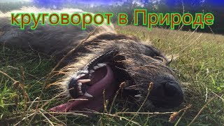Собачий Бой Питбуль VS Борзая Овчарка бой до конца