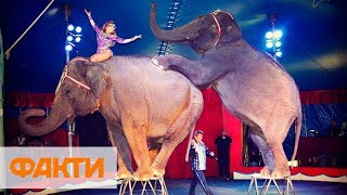 Уже продали билеты. В Одесском цирке покажут шоу с животными, несмотря на запрет