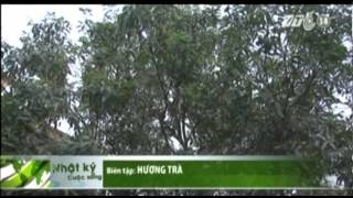 VTC14_Xảy ra mưa đá lớn ở Lào Cai, Thái Nguyên, Tuyên Quang_29.03.2013