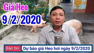 Giá lợn hơi hôm nay ngày 9/2/2020 || Dự báo giá heo hơi sẽ duy trì đà tăng trên diện rộng