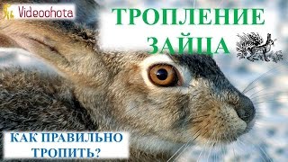 Тропление зайца! ПРАКТИЧЕСКИЙ урок - Videoohota
