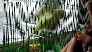 Кеша-циркач.
