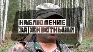 Наблюдение за животными