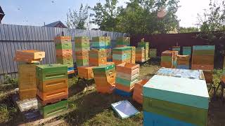 Наши пчелы в ульях ППУ Нижегородец 2 сентября 2017 год