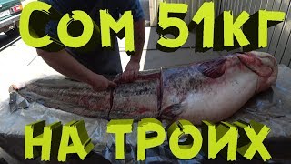 Речной монстр. Сом 51кг. Лучшая разделка на 3 части. River monster - catfish