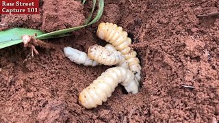 Vietnam wild food - Fresh EARTH WORMS from SUGAR CANE
