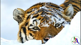 Как пограничники спасли от голода тигрицу с малышами – а она отблагодарила