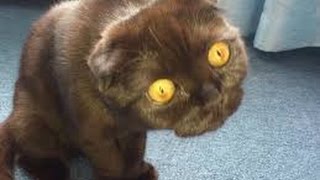 Лучшие приколы с животными 2016 / Fanny cats 2016 * Смех до слез *