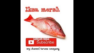 Ikan merah hasil tangkapan nelayan Senayang