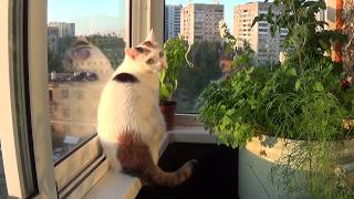 Немного кошек