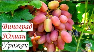 Виноград Юлиан. Урожай и особенности гибридной формы