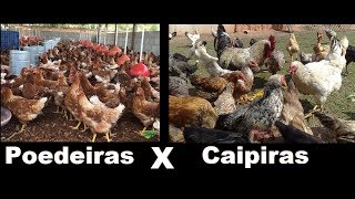 Galinha Caipira ou Poedeira, qual a melhor ?