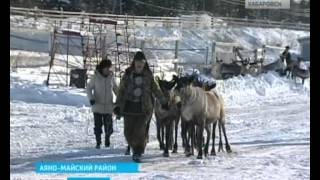 Вести-Хабаровск. Северные кочевники