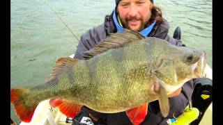 World Biggest Perch Ever Caught