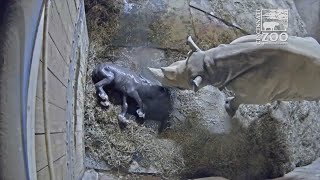 Baby rhino's birth caught on camera at Cincinnati Zoo