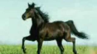 Қазақтың жылқылары \ Лошади Казахстана!