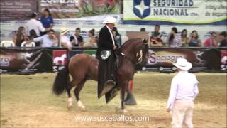 CAMPEONATO CABALLOS TROCHA PURA PEREIRA GRADO A 2016