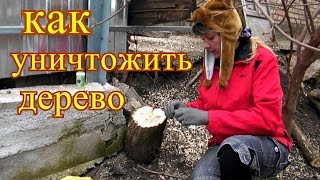как уничтожить дерево. частный дом. выпуск 13. Шаповаловы Коля Оля.