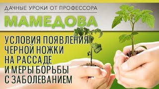 Условия появления черной ножки на рассаде и меры борьбы с заболеванием.