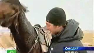 Кавказ. Къарачай. Карачаевская порода лошадей.