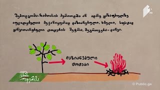 თხილის მავნებლები, დაავადებები და მათთან ბრძოლის მეთოდები - #ფერმერისსარჩევი