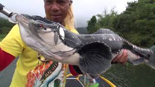 Mancing Gabus Teknik Casting Strike Mama Toman besar