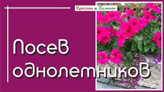 Посев гранулированных семян петунии и лобелии. Как избежать ошибок.