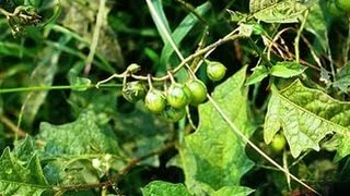 Подспорье для селекционеров. Пра-томаты из Перу, устойчивые к болезням