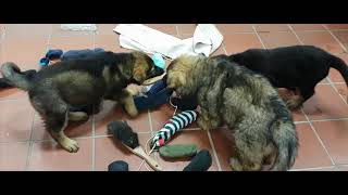 Zwinger von Eicken-Bruche Schäferhund Welpen W Wurf bei der FF Voxtrup Final