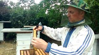 Карника тройзек 1075.Кружка пчелы-ведро мёда.