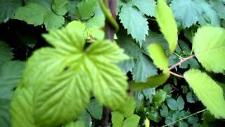 Riconoscere il Luppolo (Humulus Lupulus), le proprietà e come cucinarlo.
