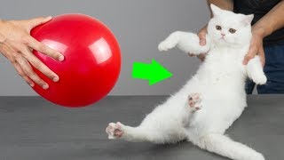 8 NOVÝCH ÚŽASNÝCH NÁPADŮ PRO MAJITELE KOČEK
