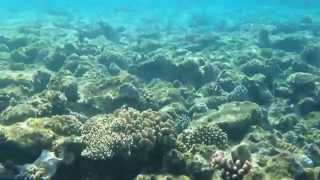 Snorkeling Shark's Bay