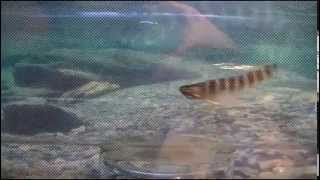 Tube fly tying - Strip Pro Tube Minnnow - Trout fly by Ruben Martin