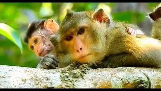 Anna tired to Torture her Baby Alba, if Alba stay on the tree Alba not hurt
