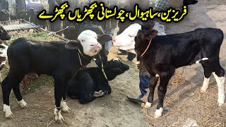 آسٹریلین فریزین کراس چولستانی بچھڑیاں بچھڑے نیلی راوی کی کٹیاں ڈولی شہید مویشی منڈی ضلع جھنگ