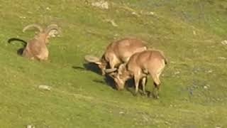 Dagestan Tur Hunting in Azerbaijan...Kenan hunting...
