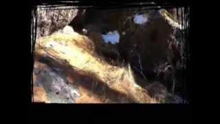 Үен - Горностай- Mustela erminea