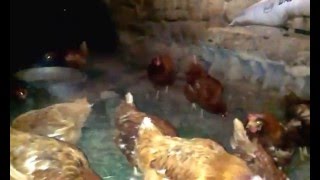 canlı gerçek tavuklar tavuk sesı horoz gerçek horoz sesı
