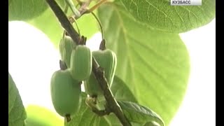 Урожайные грядки. Амурский крыжовник
