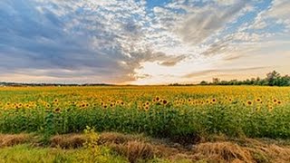 Musique Gaie pour se Sentir Bien et Souriants