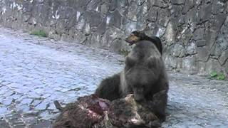 URS MANANCA OAIA LA SINAIA