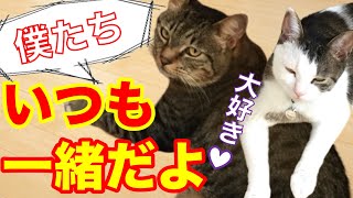 【猫動画】子猫と先住猫は仲良し ついてくる　いつも一緒だよ　家猫 生活10日目　野良猫が幸せになるまでの動画　＃58　Funny cats Kittens are good friends