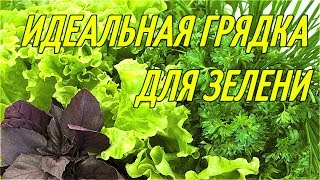 ИДЕАЛЬНАЯ ГРЯДКА ДЛЯ ЗЕЛЕНИ/укроп,петрушка,руккола,базилик,кинза,майоран,крест салат,тархун,салат.