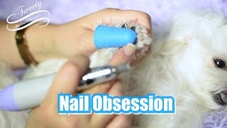 NAIL OBSESSION:  Tweety's Nail Obsession - how we use a nail grinder to shorten a dogs nails  말티즈 미용