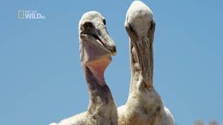 National Geographic: Дикая природа Калифорнии / Wild Baja [2014, Документальный]