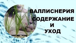 Валлиснерия содержание и уход в аквариуме. Аквариумное растение для начинающих!