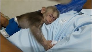Baby Monkey Doo And Daddy / Lovely Sleeping Compilation - Funny Animals